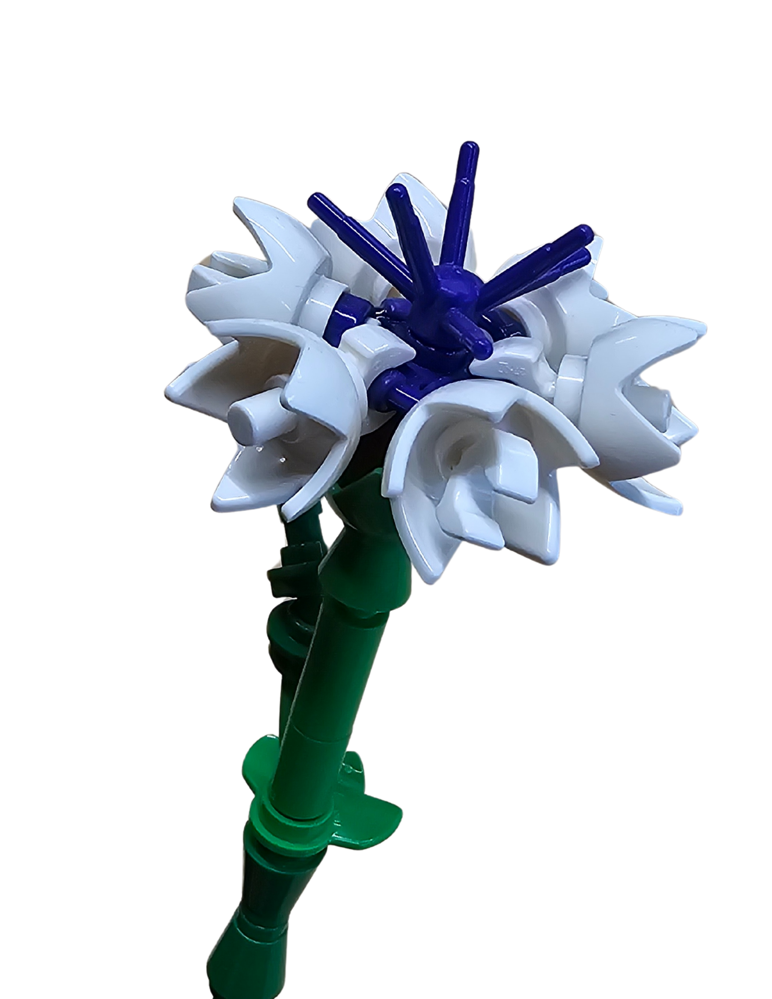 Wild Lavender – White – 2pk – Bloom 047