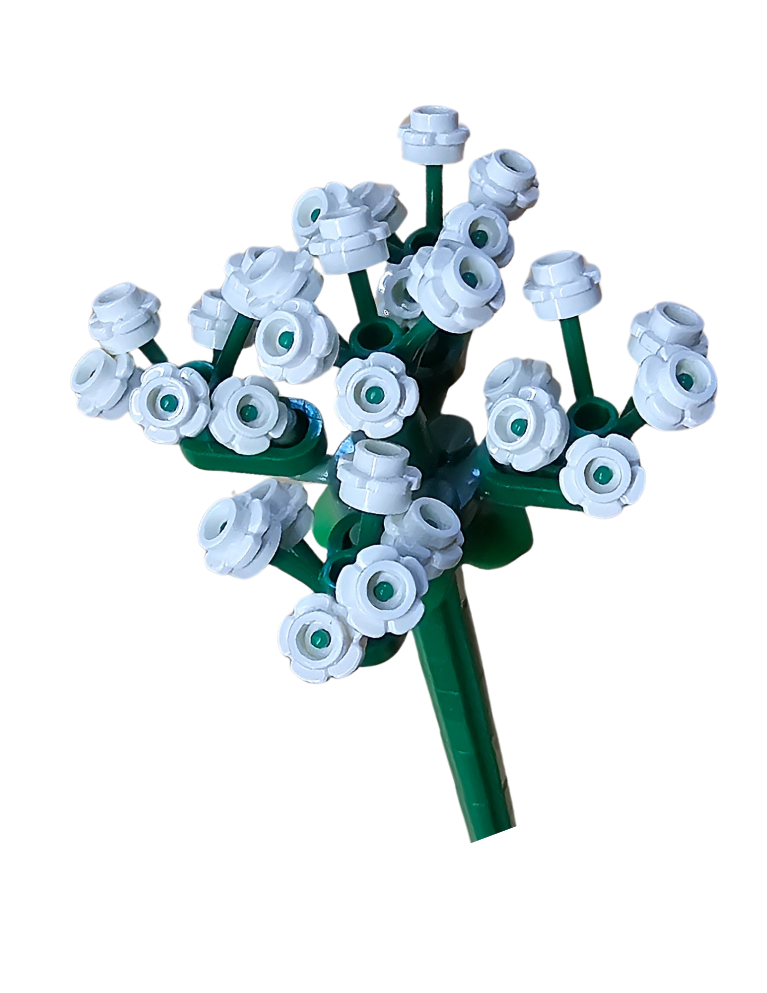Cow Parsley – White – 1pk – Bloom 031